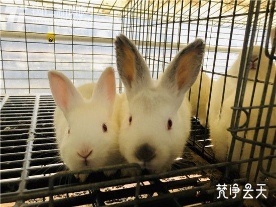 xc sports|5G+云+AI+生态:5G新园区打开商业价值新空间(图2) xc sports