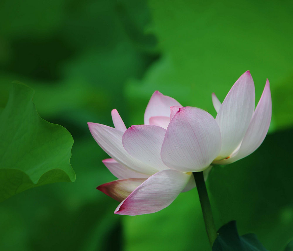 xc sports:男篮亚冠联赛新疆屠印度石油 亚当斯25分李根11+5(图1) xc体育