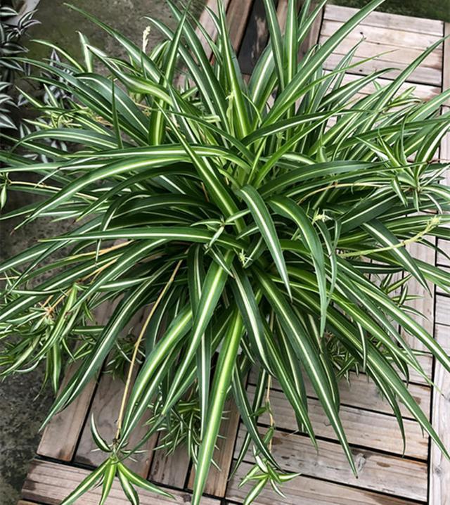 ESG将独家负责乐天德国来华招商招100个|xc sports(图1) xc sports