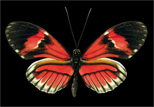 xc sports:厉害了!中国女篮惊艳世界 奥运夺冠指日可待(图2) xc体育