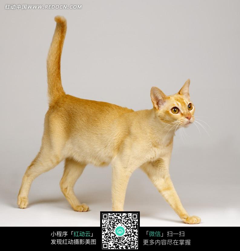 兰佩砍23+15率六人得分上双 深圳客场轻取北控|xc体育(图3) xc sports