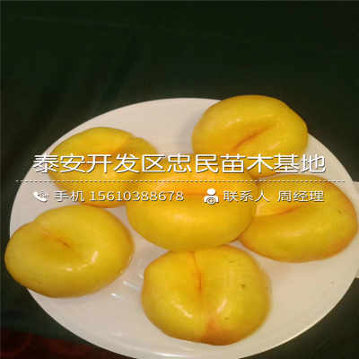 ‘xc sports’布朗45分哈德森40+8 新疆胜东莞总分2-0获赛点(图1) xc sports